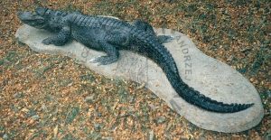 Aligator chiński, 1989 r.